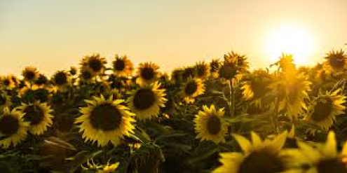 sunflowers-image